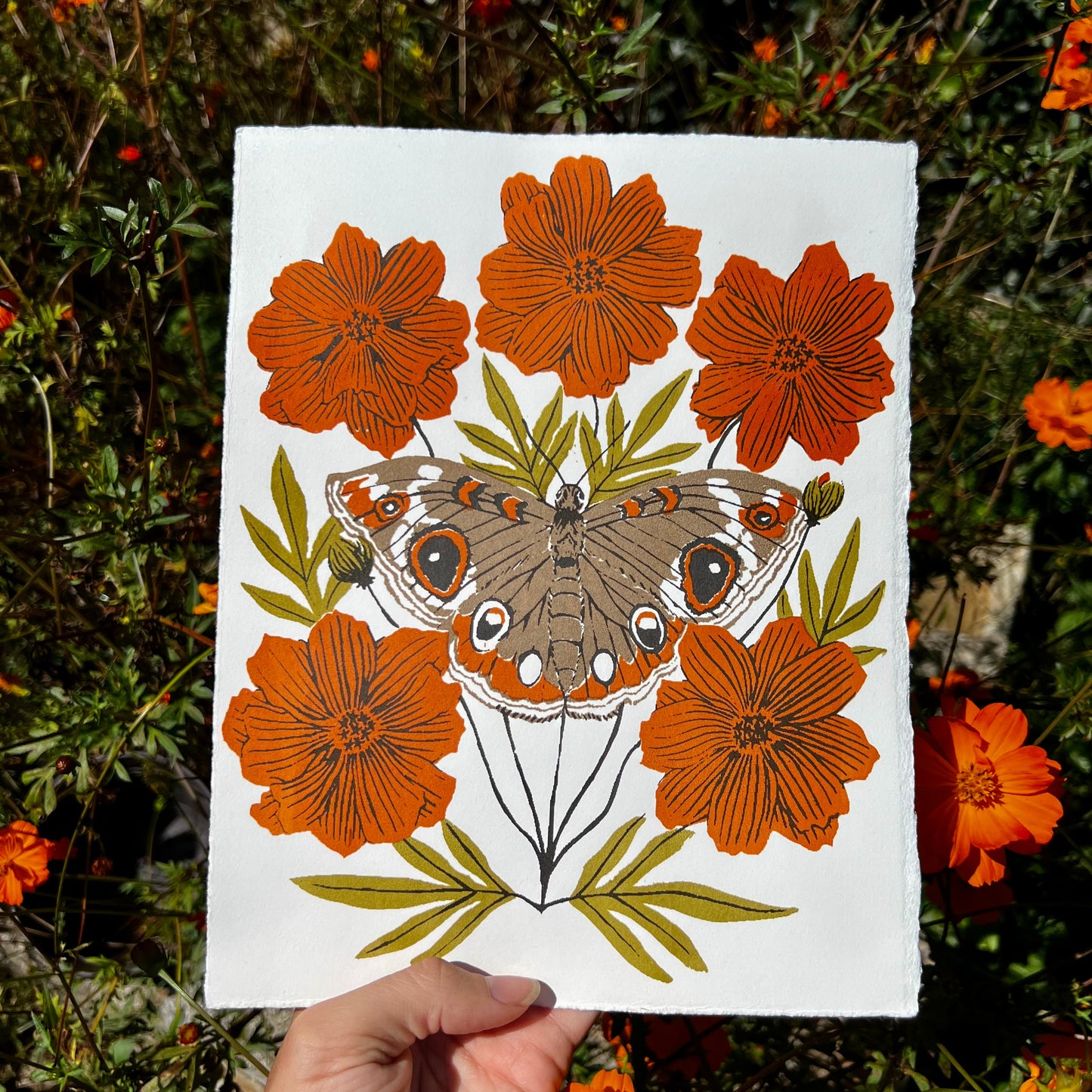 Misprinted Buckeye - 8x10 Print