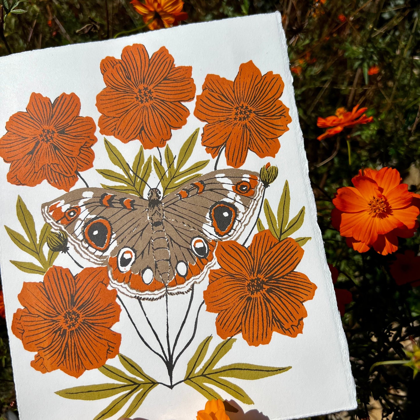 Misprinted Buckeye - 8x10 Print
