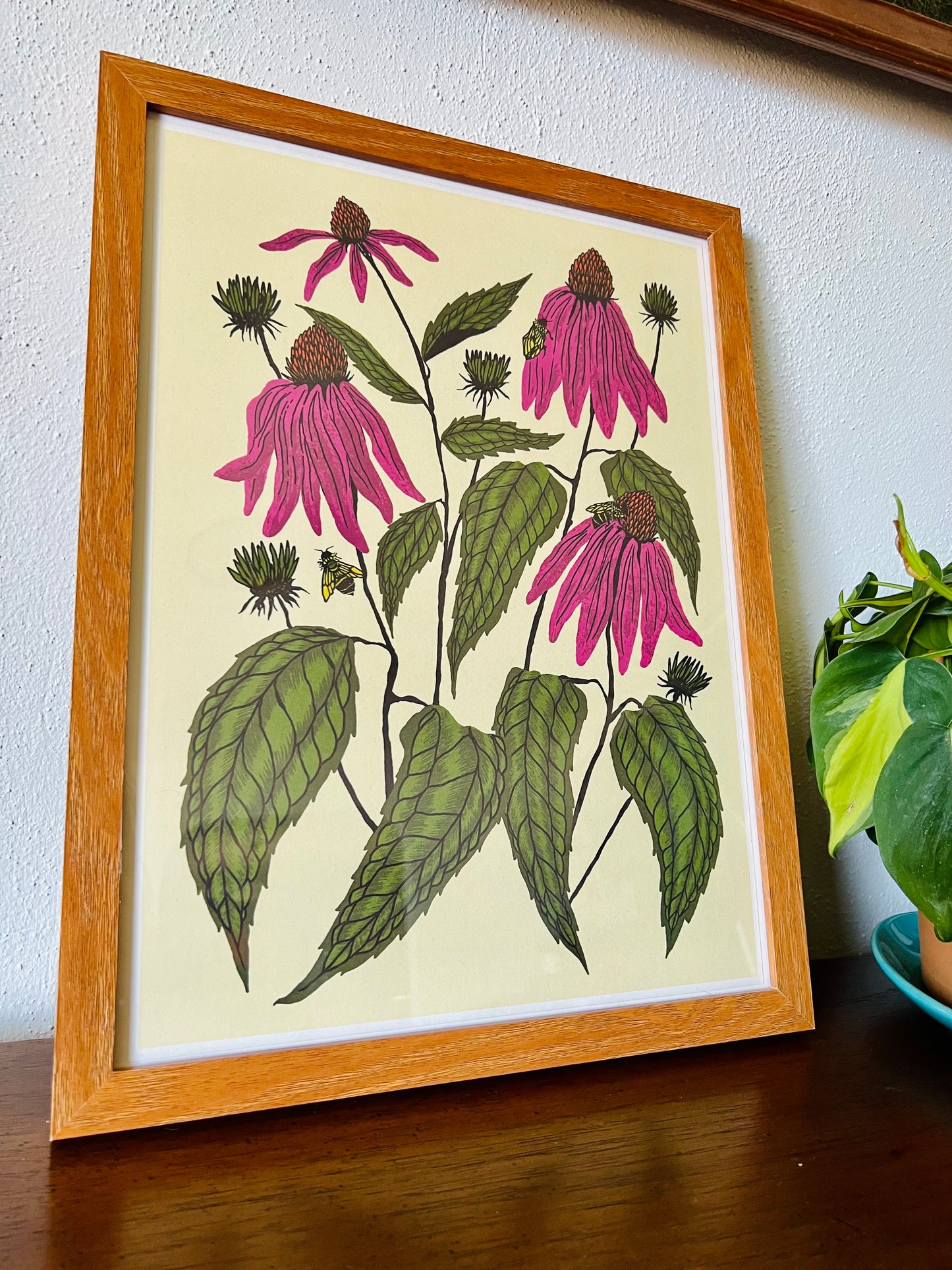 Coneflower - 14x11 Print
