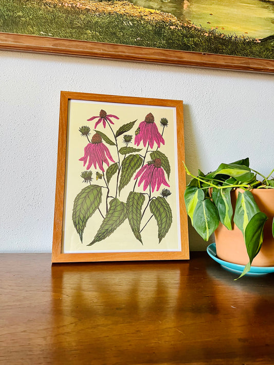 Coneflower - 14x11 Print