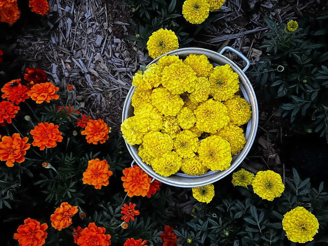 Held By Marigolds
