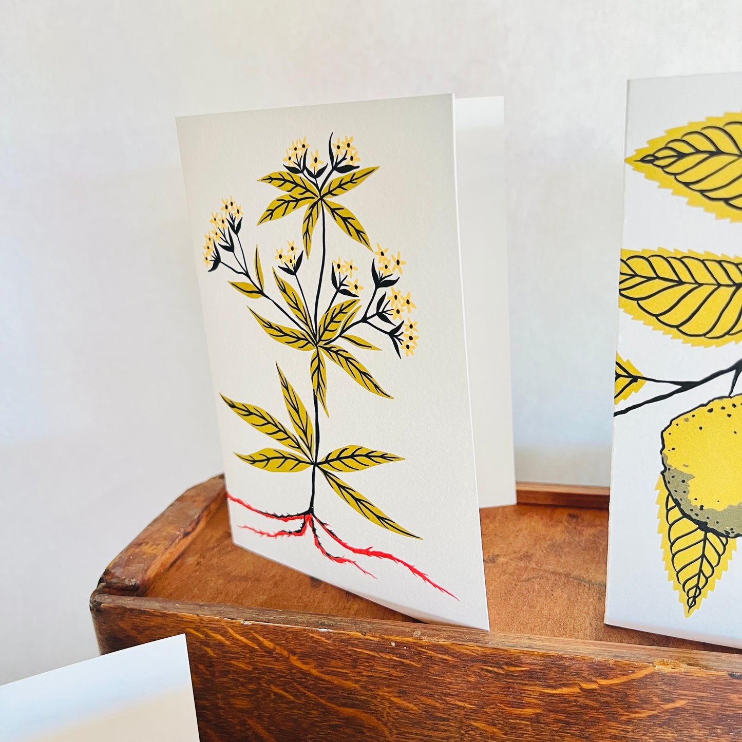 Natural Dye Plant Pen Pal Cards